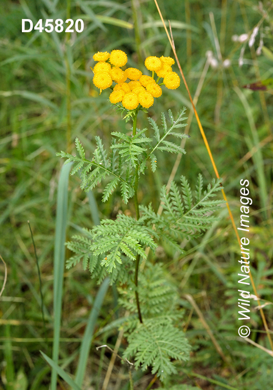 Tanacetum vulgare (Common Tansy)